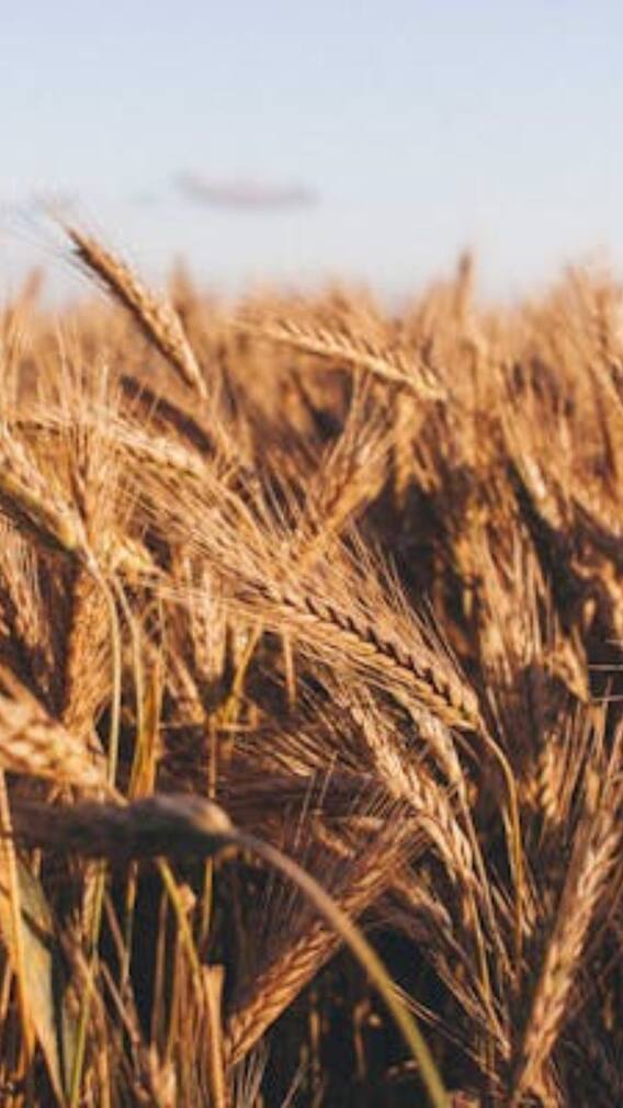 ਫ਼ਸਲ ਨੂੰ ਅੱਗ ਤੋਂ ਬਚਾਉਣ ਲਈ ਵਰਤੋ ਇਹ ਸਾਵਧਾਨੀਆਂ !