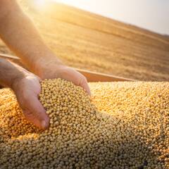 Soyabean Benefits: ਸ਼ਾਕਾਹਾਰੀ ਲੋਕਾਂ ਲਈ ਤਾਕਤ ਦਾ ਖ਼ਜਾਨਾ ਸੋਇਆਬੀਨ, ਪੜ੍ਹੋ ਇਸਦੇ  ਲਾਭ