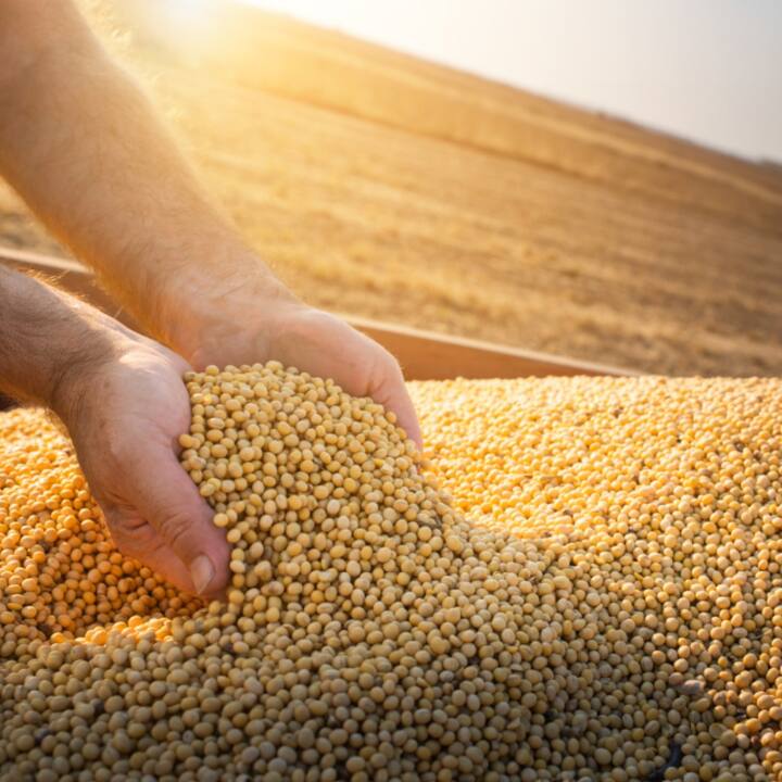 ਸੋਇਆਬੀਨ ਪ੍ਰੋਟੀਨ ਦਾ ਵਧੀਆ ਸਰੋਤ ਹੈ। ਇਸ ਵਿੱਚ ਉਹ ਸਾਰੇ ਜ਼ਰੂਰੀ ਅਮੀਨੋ ਐਸਿਡ ਹੁੰਦੇ ਹਨ ਜੋ ਸਿਹਤਮੰਦ ਮਾਸਪੇਸ਼ੀਆਂ ਅਤੇ ਹੱਡੀਆਂ ਲਈ ਜ਼ਰੂਰੀ ਹੁੰਦੇ ਹਨ।