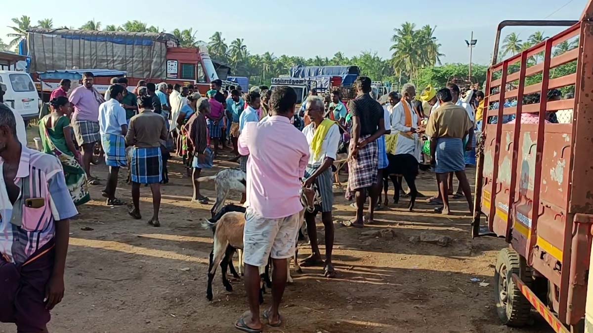 புரட்டாசி எதிரொலி; வெறிச்சோடிய அய்யலூர் ஆட்டுச்சந்தை...  பாதித்த வர்த்தகம்