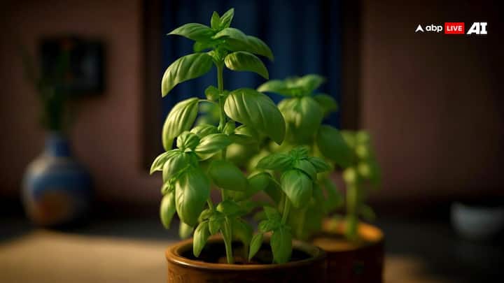 हर गुरुवार के दिन तुलसी के पौधे पर दूध अर्पण करने से घर में सकारात्मक महौल बना रहता है.