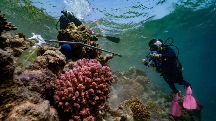 इस मछली को समुद्र में कोरल रीफ के बीच छोटे-छोटे छेदों और दरारों में में पाया. इसके साथ ही शोध करता हूं ना बताया कि ग्रम्पी ड्वार्फगोबी नाम मछली के स्वाभव के चलते दिया गया है.