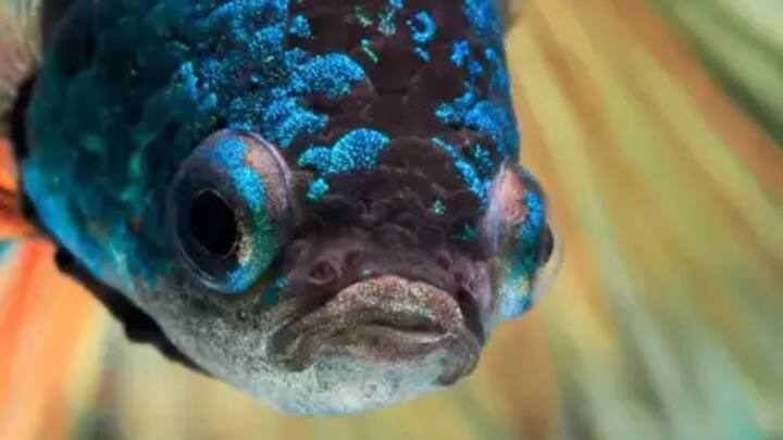 दुनिया में अभी भी ऐसी कई मछली की प्रजातियां हैं. जो इंसानों तक नहीं पहुंच पाई हैं और खोजकर्ता जिन्हें ढूंढ रहे हैं.