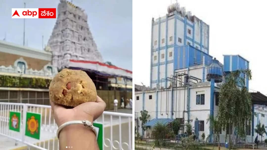 Alpha Milk Products in Scanner Tirumala Srivari Laddu Controversy which supplied the most ghee to TTD Tirupati Laddu Controversy : రివర్స్ టెండర్లలో అతి తక్కువ ధరకు నెయ్యి సరఫరా కాంట్రాక్ట్ - అల్ఫా కంపెనీ చుట్టూనే అసలు వివాదం