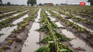 Flood in Punjab: ਡੈਮਾਂ 'ਚ ਲਗਾਤਾਰ ਚੜ੍ਹ ਰਿਹਾ ਪਾਣੀ ਦਾ ਲੈਵਲ! ਪੰਜਾਬ ਦੇ ਕਈ ਹੋਰ ਪਿੰਡਾਂ ਨੂੰ ਖਤਰਾ