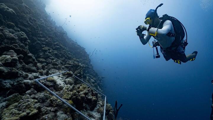 हाल ही शोधकर्ताओं ने रेड सी में एक नई मछली की प्रजाति की खोज की है. दिखने में यह फिश ऐसी चमकती है. जैसे एलईडी लाइट. शोधकर्ताओं ने इसे 'ग्रम्पी ड्वार्फगोबी' नाम दिया है.
