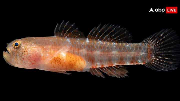 New Fish Species: हाल ही शोधकर्ताओं ने रेड सी में एक नई मछली की प्रजाति की खोज की है. दिखने में यह फिश ऐसी चमकती है. जैसे एलईडी लाइट. शोधकर्ताओं ने इसे 'ग्रम्पी ड्वार्फगोबी' नाम दिया है.