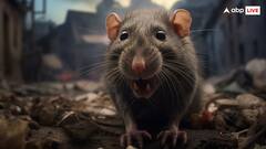 कौन से है दुनिया के सबसे खतरनाक चूहे?