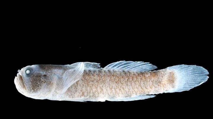 लेकिन यह मछली उस मछली से काफी अलग है. जो कि इसे एक नई प्रजाति बनाता है. शोधकर्ताओं ने बताया यह मछली काफी डेंजर है और इसके दांत काफी नुकीले हैं या एक शिकारी मछली है.