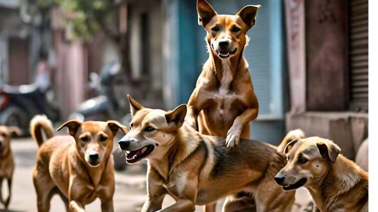 Stray Dogs in Chennai: Recent Reports Reveal Alarming Numbers Stray Dogs in Chennai : “சென்னையில் எத்தனை தெரு நாய்கள் இருக்கின்றன தெரியுமா?” சும்மா கெஸ் பண்ணுங்க..!