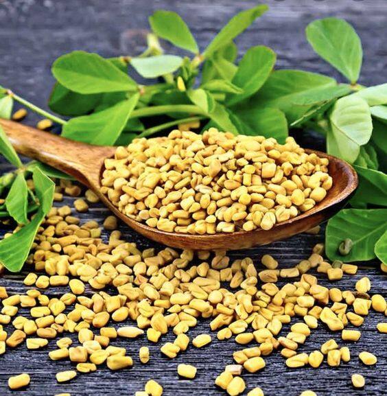 मधुमेहींच्या साखरेची पातळी योग्य राहण्यास मेथीच्या दाण्यांचा फायदा होतो.