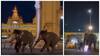 Elephants Lose Calm After Dussehra Rehearsals In Mysuru, Create Panic: Watch