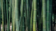 बांस की खेती से होगी मोटी कमाई, इस राज्य की सरकार दे रही है 50 प्रतिशत सब्सिडी, यहां जानें