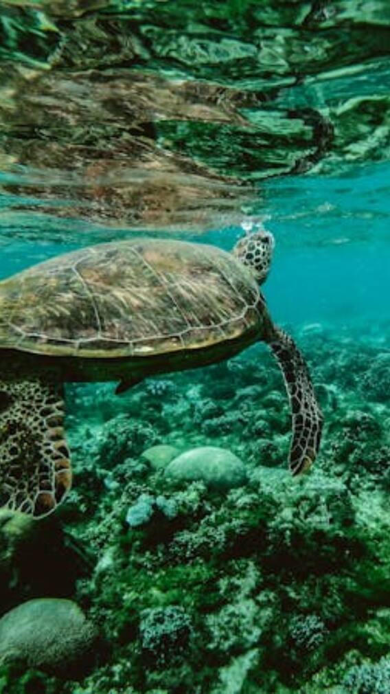 ये हैं सबसे ज्यादा जीने वाले जानवर