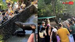 मीमर्स के लिए वरदान बनकर पैदा हुआ थाईलैंड का ये बेबी हिप्पो, तस्वीरें हो रहीं वायरल