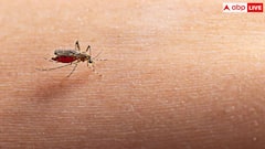 Dengue In India: भारत में डेंगू के बढ़ते मामलों के बीच अपनाएं ये 5 सेफ्टी गाइडलाइन्स