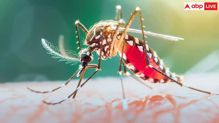 Dengue In India: भारत में डेंगू के बढ़ते खतरे को देखते हुए इन 5 सुरक्षा सावधानियों का खास ध्यान रखें. ताकि मच्छर आपको काट न पाए.