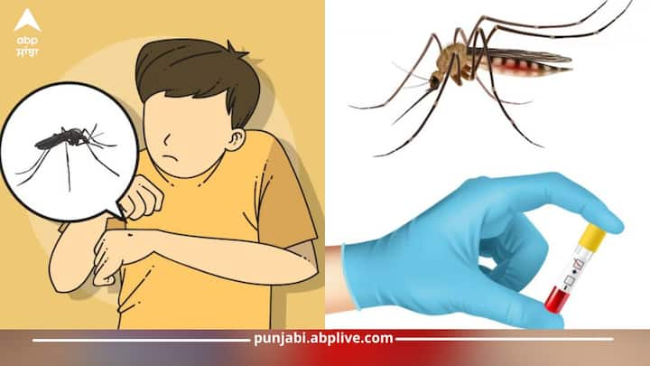 Dengue In India: ਭਾਰਤ ਵਿੱਚ ਡੇਂਗੂ ਦੇ ਵਧਦੇ ਖ਼ਤਰੇ ਦੇ ਮੱਦੇਨਜ਼ਰ, ਇਹਨਾਂ 5 ਸੁਰੱਖਿਆ ਸਾਵਧਾਨੀਆਂ ਦਾ ਵਿਸ਼ੇਸ਼ ਧਿਆਨ ਰੱਖੋ। ਤਾਂ ਜੋ ਮੱਛਰ ਤੁਹਾਨੂੰ ਨਾ ਕੱਟਣ, ਅਤੇ ਤੁਸੀਂ ਆਪਣੇ ਨਾਲ ਆਪਣੇ ਪਰਿਵਾਰ ਨੂੰ ਸੁਰੱਖਿਅਤ ਰੱਖ ਸਕੋ।