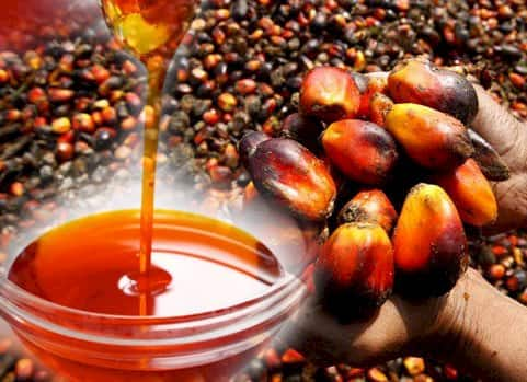 Palm Oil : ਪਾਮ ਆਇਲ ਦੀ ਵਰਤੋਂ ਪੈਕਡ ਫੂਡ ਆਈਟਮਾਂ ਵਿੱਚ ਕੀਤੀ ਜਾਂਦੀ ਹੈ ਅਤੇ ਅਕਸਰ ਬਾਹਰ ਕੱਢਣ ਵਾਲੇ ਭੋਜਨ ਵਿੱਚ ਪਾਈ ਜਾਂਦੀ ਹੈ।