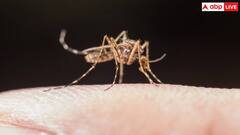 Dengue In India: भारत में डेंगू के बढ़ते मामलों के बीच अपनाएं ये 5 सेफ्टी गाइडलाइन्स