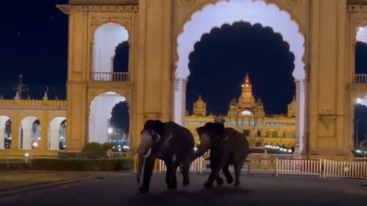 Dasara 2 elephants clash, break free from Mysuru palace ground Shocking Video: மைசூரு அரண்மனையில் சண்டையிட்டுக்கொண்டே ஓடிய 2 தசரா யானைகள்.! பெரும் பரபரப்பு..!