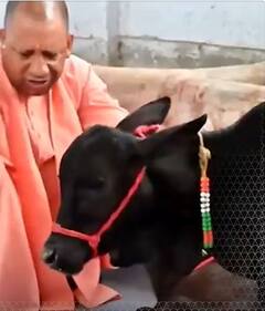CM Yogi ने गोरखपुर में मंगवाई पुंगनूर नस्ल की गाय | ABP Shorts