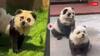 Video: चीन का गजब जुगाड़! चिड़ियाघर में कुत्तों को पेंट करके बना दिया पांडा, वीडियो वायरल