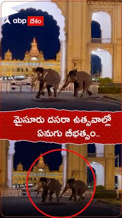 మైసూరు దసరా ఉత్సవాల్లో ఏనుగు బీభత్సం..