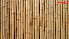 बांस की खेती से होगी मोटी कमाई, इस राज्य की सरकार दे रही है 50 प्रतिशत सब्सिडी, यहां जानें