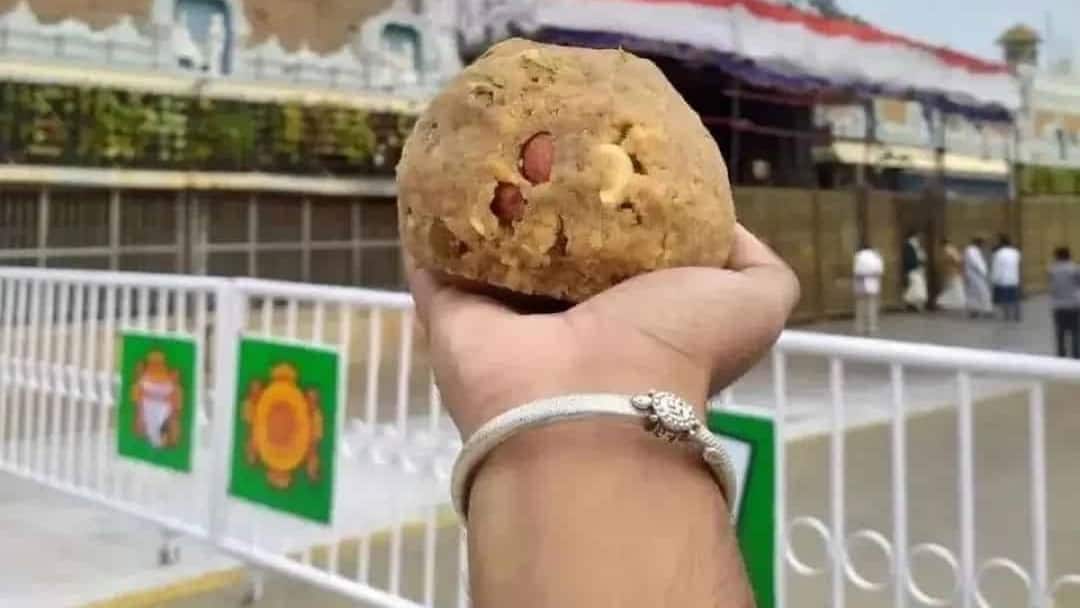 Tirumala Laddu Sales: తిరుమల లడ్డూకు మరింత డిమాండ్, నెయ్యి వివాదం తర్వాత అమ్మకాలు మరింత పైపైకి Tirumala Laddu sales increases after adultery cow ghee issue Tirumala Laddu Sales: తిరుమల లడ్డూకు మరింత డిమాండ్, నెయ్యి వివాదం తర్వాత అమ్మకాలు మరింత పైపైకి