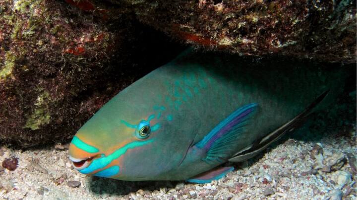 बता दें कि तोता मछली कोरल रीफ आवास में रहती हैं. वहीं उथले पानी की इस मछली की 80 प्रजातियां मिलती हैं. इनमें से अधिकांश प्रशांत महासागर में पाई जाती हैं. वहीं वस्यक मछली की लंबाई 4 फुट तक होती है.