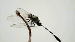 वैज्ञानिकों का दावा- 'जैव विविधता के लिहाज से ड्रैगनफ्लाई की संख्या में बढ़ोतरी शुभ संकेत' 