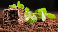 जैविक खाद बनाएं और 10 हजार रुपये पाएं, इस राज्य सरकार ने कर दी बड़ी घोषणा, यहां पढ़ें