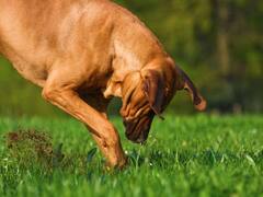 Chanakya Niti : प्रत्येक मनुष्यात असाव्यात श्वानाच्या 'या' 6 सवयी; सुखी जीवनासाठी चाणक्य सांगतात...