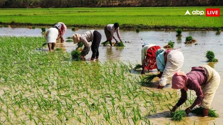 pm kisan yojana next installment may released on this date these farmers may not get installment इस दिन आ सकती है पीएम किसान योजना की किस्त, इन किसानों को हो सकता है नुकसान