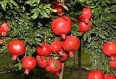 તમે જાણો છો દરરોજ એક દાડમ ખાવાથી શું ફાયદા થાય, આ લોકોએ જરુર ખાવા જોઈએ