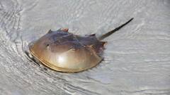 10 लाख रुपये का एक लीटर खून! इस जीव का नीला खून इंसान के लिए अमृत से कम नहीं, जानिए कहां मिलता है