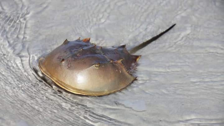 इंसानों और जानवरों में लाल रंग का खून पाया जाता है, लेकिन क्या आपने कभी नीले रंग के खून के बारे में सुना? जी हां, नीले रंग का खून, और यह खून इंसानों के लिए किसी अमृत से कम नहीं है.