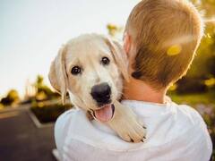 Chanakya Niti : प्रत्येक मनुष्यात असाव्यात श्वानाच्या 'या' 6 सवयी; सुखी जीवनासाठी चाणक्य सांगतात...