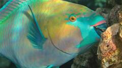 इस मछली के होते हैं तोते जैसे चोंच, दांत इंसानों से भी ज्यादा मजबूत