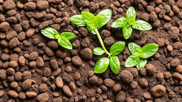 इस योजना के तहत किसानों को गोवर्धन जैविक योजना के तहत वर्मी कम्पोस्ट यूनिट लगाने होंगे. इस योजना से रासायनिक खेती से बढ़ रहे दुष्प्रभावों को कम करने में मदद मिलेगी. वहीं दूसरी ओर इस योजना से मिट्टी की उपजाऊ क्षमता भी बढ़ेगी.