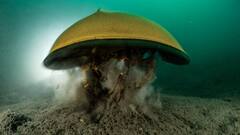 10 लाख रुपये का एक लीटर खून! इस जीव का नीला खून इंसान के लिए अमृत से कम नहीं, जानिए कहां मिलता है