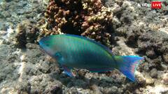 इस मछली के होते हैं तोते जैसे चोंच, दांत इंसानों से भी ज्यादा मजबूत