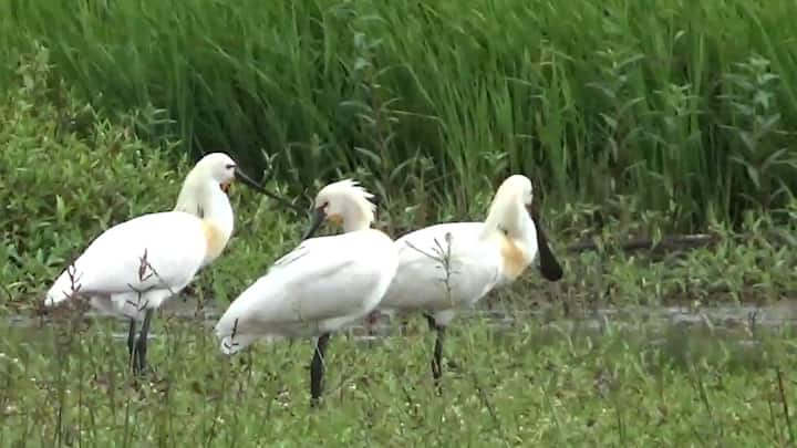 चित्रबलाक बरोबरच या डुकरीभाग परिसरात चमच्या पक्षांची संख्यही लक्षणीय आहे. सध्या जुलै ते नोव्हेंबर हा चमच्याचा वीणीचा हंगाम सुरू आहे.