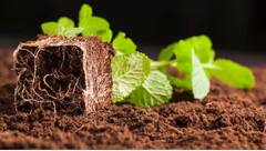 હવે તમે ઓર્ગેનિક ખાતર બનાવીને 10 હજાર રૂપિયા મેળવી શકો છો, આ રાજ્ય સરકારે કરી મોટી જાહેરાત, જાણો શું છે જાહેરાત