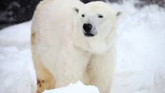 सालों बाद शहर के नजदीक दिखा दुर्लभ पोलर बियर, पुलिस ने मार दी गोली