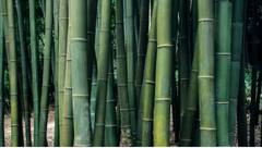 વાંસની ખેતીથી મળશે જંગી આવક, આ રાજ્યની સરકાર આપી રહી છે 50 ટકા સબસિડી, જાણો અહી તમામ વિગતો