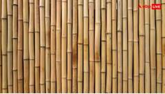 વાંસની ખેતીથી મળશે જંગી આવક, આ રાજ્યની સરકાર આપી રહી છે 50 ટકા સબસિડી, જાણો અહી તમામ વિગતો