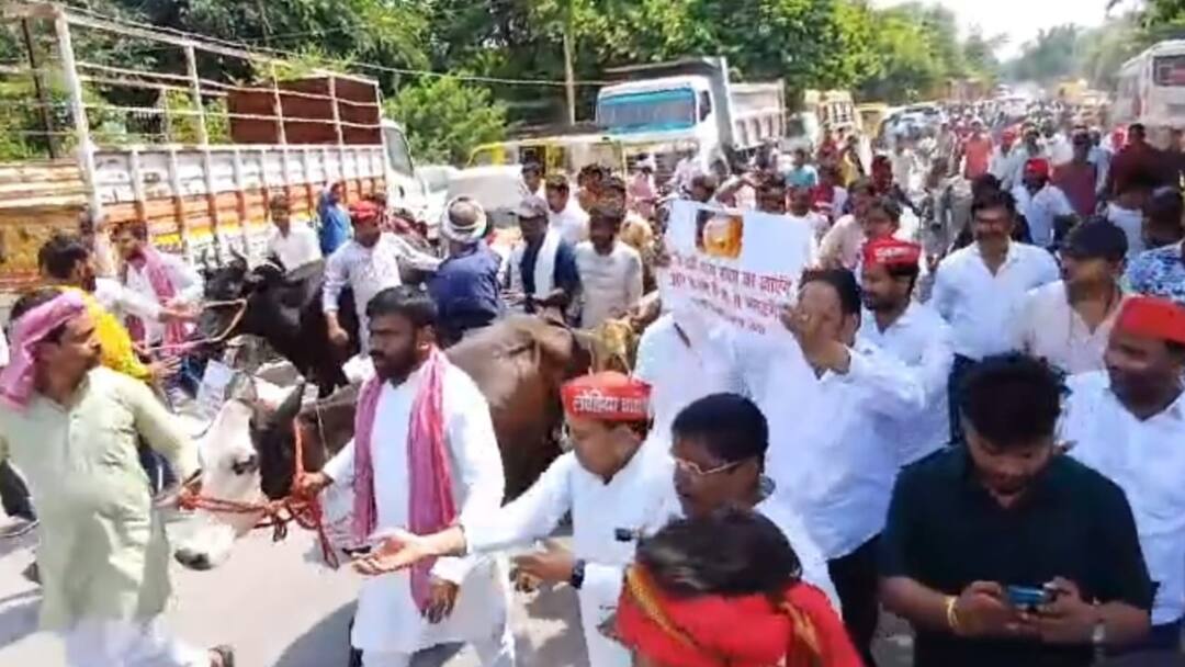 Prayagraj News: गाय के साथ सड़कों पर उतरे सपा कार्यकर्ता का अनूठा प्रदर्शन, गौमाता को लेकर सरकार पर उठाए सवाल Prayagraj SP workers Unique demonstration came out streets cows raised questions government regarding cow ann Prayagraj News: गाय के साथ सड़कों पर उतरे सपा कार्यकर्ता का अनूठा प्रदर्शन, गौमाता को लेकर सरकार पर उठाए सवाल