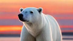 सालों बाद शहर के नजदीक दिखा दुर्लभ पोलर बियर, पुलिस ने मार दी गोली